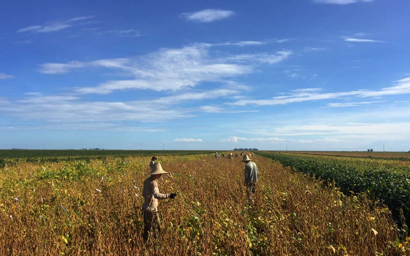 EXCLUSIVO-Índia deve importar volume recorde de óleo de soja em agosto; Brasil amplia embarques