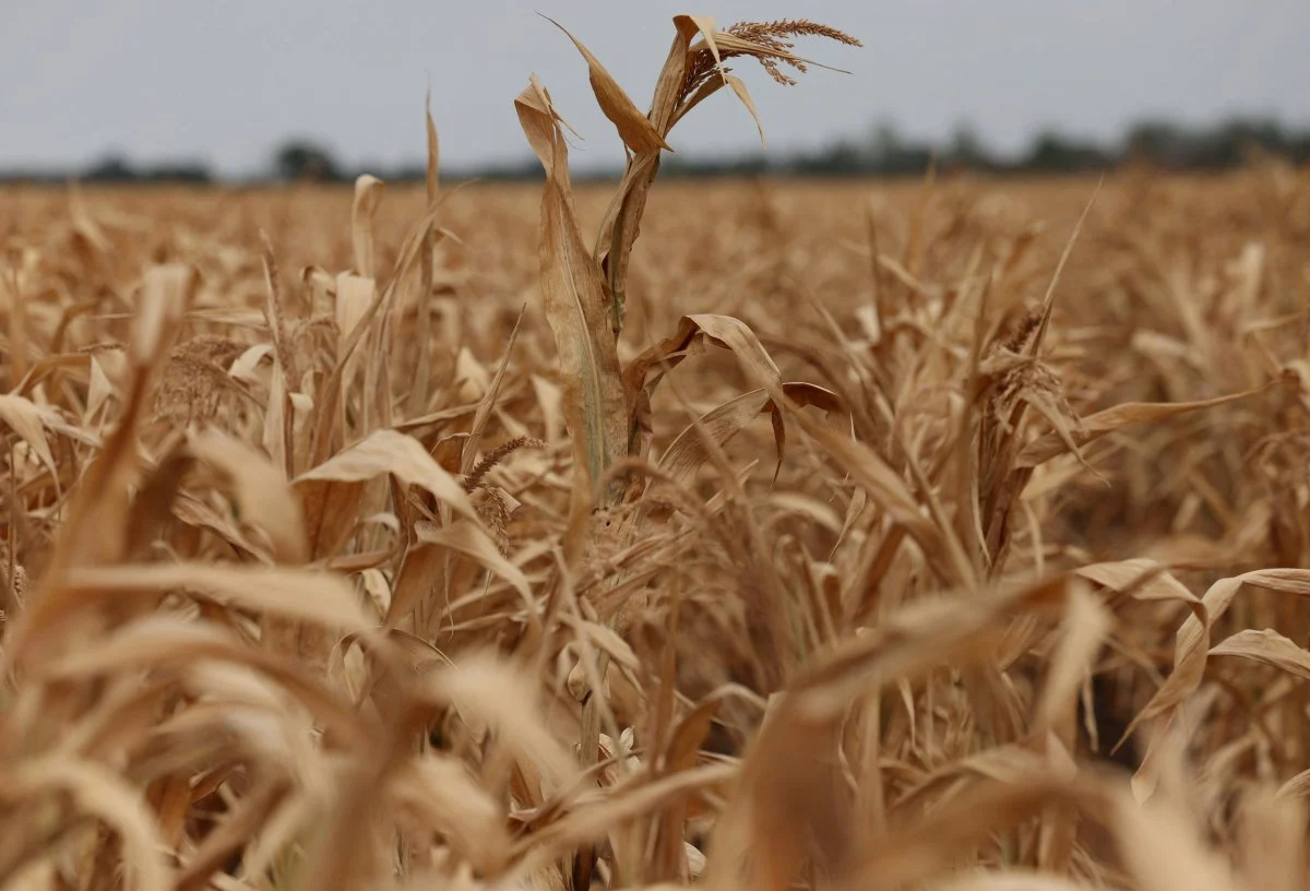 Preços mundiais dos alimentos atingem maior nível desde 2022, em meio a riscos de oferta, diz FAO